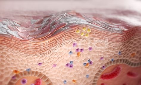 skin cells The Integumentary System, What Is Cell, Skin Anatomy, Immune Cells, Integumentary System, Medical Animation, Skin Patches, Skin Structure, Body Cells