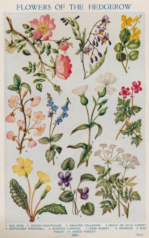 Explore janwillemsen's photos on Flickr. janwillemsen has uploaded 81939 photos to Flickr. Vintage Botanical Prints Flowers, Healing Flowers, Flowers Botanical, Illustration Botanique, Vintage Botanical Prints, Plant Drawing, Trendy Flowers, Scientific Illustration, Vintage Diy