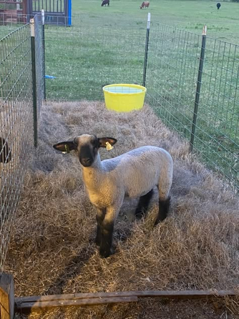 Lamb Pen Ideas, Show Lamb Barn Ideas, 4h Aesthetic, Ffa Sheep, Sheep Barn Ideas, Lamb Showmanship, Ffa Aesthetic, Showing Lambs, Ffa Lamb