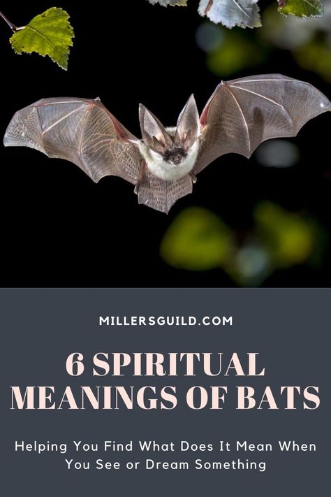 6 Spiritual Meanings of Bats 1 Bat Omen Meaning, Bat Spirit Animal, Bat Tattoo Meaning, Bat Spiritual Meaning, Bat Spirit Animal Meaning, Bat Symbolism, Bat Quotes, Animals Symbolism, Spirit Animal Meaning