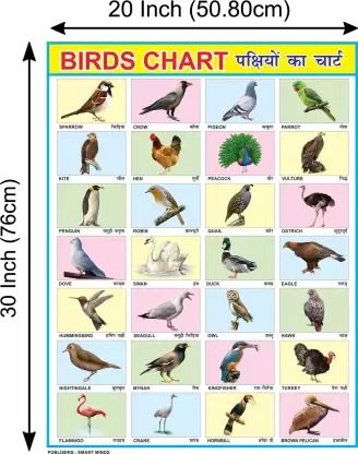 English Hindi Birds Chart For Kids | 20x30Inch (51x76cm)| Laminated chart | Waterproof and Non tearable Wall Chart. Paper Print - Educational posters in India - Buy art, film, design, movie, music, nature and educational paintings/wallpapers at Flipkart.com Birds Chart For Kids, Birds Chart, Tv Showcase, Temple Tattoo, Chart Paper, Music Nature, Chart For Kids, Asian Paints, Film Design