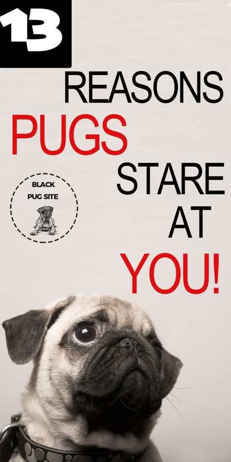 Pugs Drawing, Pug Facts, Pug Quotes, Pug Wallpaper, Pug Clothes, Pet Pug, Black Pug Puppies, Fawn Pug, Baby Pugs