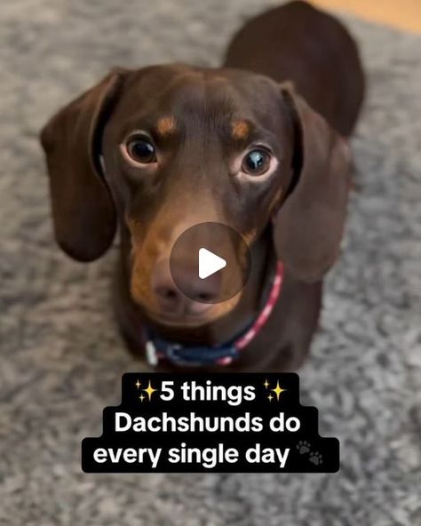 🐶 Dachshund Lovers Community 🐶 on Instagram: "All day everyday more like 😂
-
📷 Credit: @ottothedachsy
=========================================
✅ Turn Post Notification On 📣
✅ Follow, Like, Share and Comment 📝
👥 DoubleTap & Tag Your Friends Below⤵
👕 For great stuff check Link in BIO 👉 @dachshund_of_ig
=========================================
🛂 Follow Us: @dachshund_of_ig
=========================================
-
-
#doxie #sausagedog #minidachshund#doxielove #doxiesofinstagram
#weeniedog #minidoxie #doxies#doxiefever #dachshundsonly#dachshundsunited
#justdachshunds #dachshundappreciation#doxieobsessed #daxie 
#sausagedogs #sausagedogsofinstagram#wienerdogs #miniaturedachshund" Silver Dapple Dachshund, Dachshund Videos, Dapple Dachshund, All Day Everyday, Weenie Dogs, Miniature Dachshund, Mini Dachshund, Dachshund Lovers, Tag Your Friends