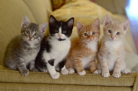 Four Little Loudermilks All in a Row Cat Smiling, Kitten Photography, Four Cats, Animal Collective, Meow Mix, Pink Tongue, Cat Poses, Cat Anatomy, Cat Pose