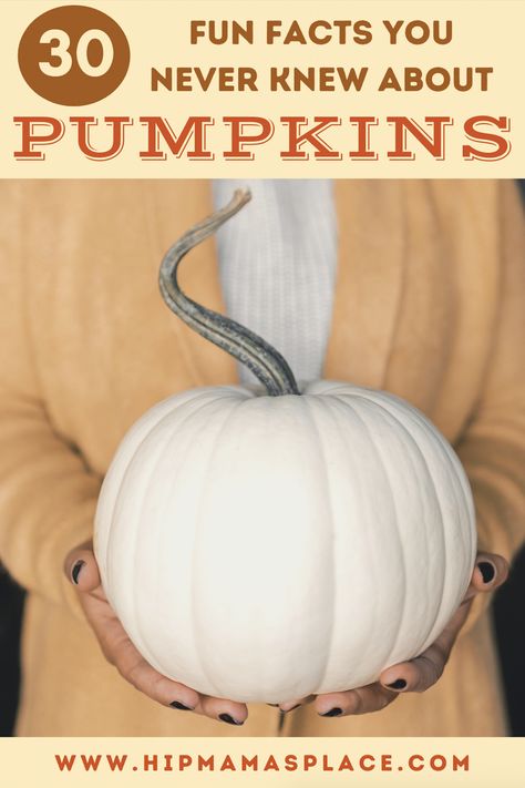 How well do you know about pumpkins? Here are 30 fun facts about pumpkins or pumpkin trivia to learn more about this Fall favorite fruit! Enjoy! #pumpkins #pumpkintrivia #pumpkinfacts #pumpkinrecipes #pumpkinsoup #autumnrecipes #fallrecipes #pumpkincasserole #pumpkinbars #pumpkindesserts Fun Facts About Fall, Thanksgiving Puzzles, Pumpkin Facts, Fall Facts, Pumpkin Casserole, Pumpkin Varieties, Pumpkin Bowls, Spanish School, Pumpkin Beer