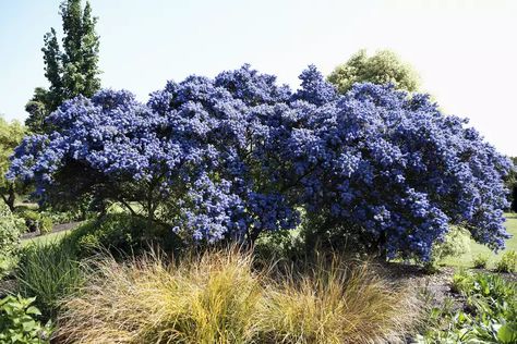 Category: Shrub Family: Rhamnaceae (Buckthorns) Origin: California (U.S.A.) Evergreen: Yes Flower Color: Dark Blue Bloomtime: Spring Parentage: (C. impressus x C. papillosus var. roweanus) Height: 6-8 feet Width: 6-12 feet Exposure: Full Sun Summer Dry: Yes Deer Tolerant: Yes Irrigation (H2O Info): Low Water Needs Winter Hardiness: 10-15° F Blue Flowering Shrubs, Lavender Shrub, Blooming Shrubs, Blue Flowering Plants, California Lilac, Holly Plant, Bushes And Shrubs, Broadleaf Evergreen, Flowering Bushes