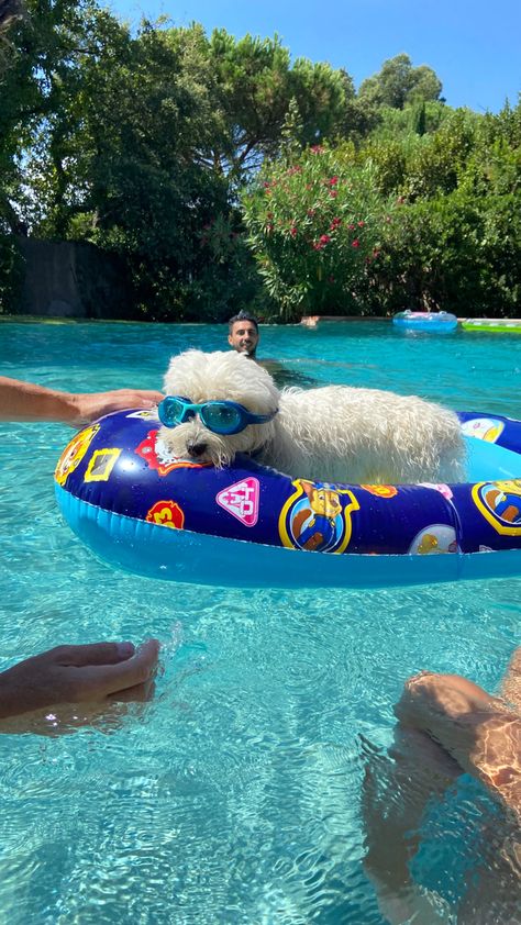 Dog In Pool, Dogs In Summer, Playlist Pics, Coconut Summer, Summer Animals, Beach Dogs, Dog Summer, Aesthetic Funny, Personal Investigation