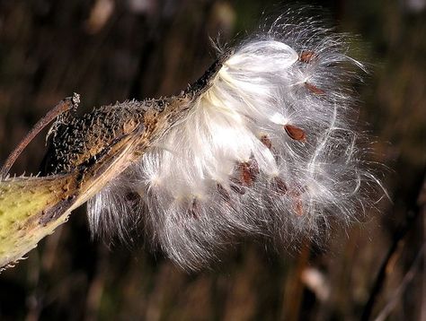 Canadian Coast Guard, Common Milkweed, Chemical Engineer, Milkweed Plant, Swamp Milkweed, Cash Crop, Pressed Flower Crafts, Hobbies For Women, Hobby Farm