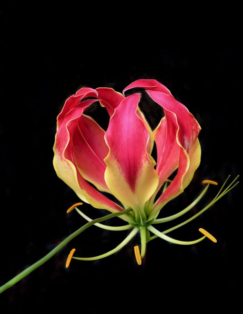 Flame Lily by KADET / 500px Extinct Plants, Gloriosa Superba, Flame Lily, Gloriosa Lily, Slipper Orchid, Lady Slipper Orchid, Lady Slipper, Buddha Painting, Special Flowers