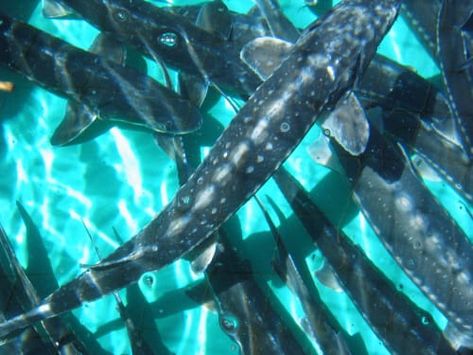 Beluga Sturgeon, White Sturgeon, Sturgeon Fish, Black Cod, Fraser River, Caspian Sea, Animal References, Aquatic Life, General Manager