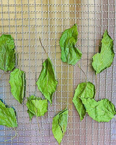 Did you know you can eat the leaves of the mulberry tree? Mulberry leaf tea is simple to make Mulberry Leaf Tea, Wild Crafting, Steam Artichoke, Hot Honey Recipe, Basil Pesto Chicken, Mulberry Recipes, Mulberry Leaves, Baked Pesto Chicken, Plank Salmon