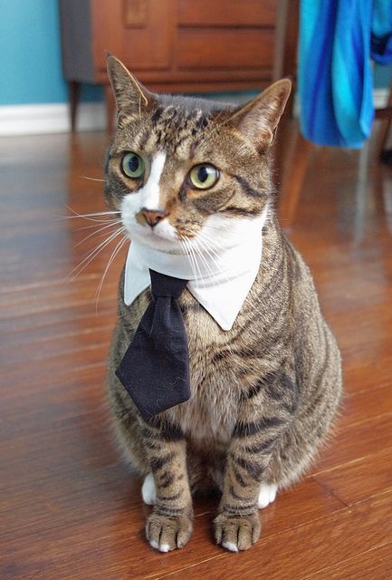 Cat With Suit, Cat Tuxedo Outfit, Cats In Suits, Cat In A Suit, Cat In Bowtie, Cats In Ties, Collar Aesthetic, Cat Wearing Necklace, Hug Your Cat Day