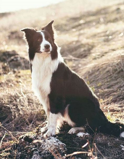 70 Male and Female Farm Dog Names Farm Dog Names, Mexican Ranch, Border Collie Names, Cool Pet Names, Female Dog Names, Mexican Border, Farm Dogs, Dog Adventure, Pet Names