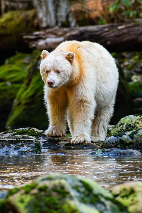 Kermode Bear / Ours noir kermode / Image by Zoo Human from flickr Kermode Bear, Wolf Hybrid, Spirit Bear, Love Bear, Little Critter, Bear Cubs, Animal Games, Wildlife Art, Spirit Animal