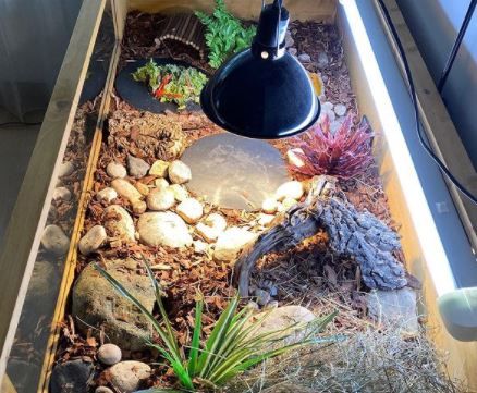 Tortoise Aquarium, Tortoise Enclosure Indoor, Tortoise Vivarium, Outdoor Tortoise Enclosure, Tortoise Cage, Hermann Tortoise, Turtle Room, Red Footed Tortoise, Woodlice