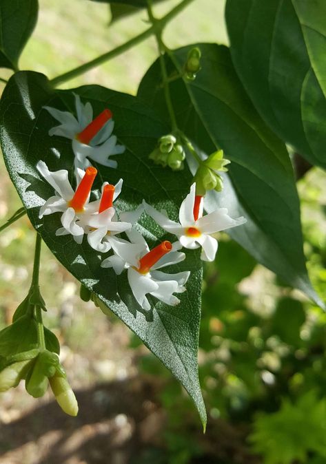 শিউলি ফুল Photography, Night Jasmine Flower Aesthetic, Night Jasmine Flower, Night Flowering Jasmine, Jasmine Bush, Night Jasmine, Pretty Flowers Photography, Flower Jasmine, Indian Garden