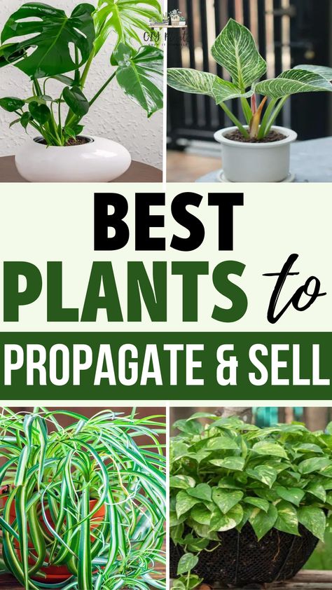 Best Plants to Propagate & Sell – GIY Plants What Indoor Plants Can Go Outside, Selling Plant Cuttings, Plants That Are Easy To Propagate, Plants That Can Be Propagated, Growing And Selling Plants, Selling Propagated Plants, Make Money Selling Plants, Plants You Can Propagate, How To Ship Plants