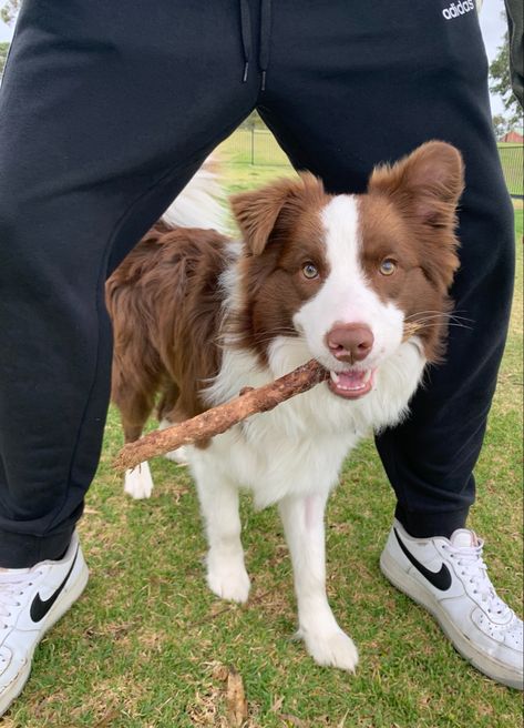 Types Of Bellies, Brown Border Collie, Emotional Support Dog, Collie Puppies, Border Collie Puppies, Cocker Spaniel Puppies, Australian Shepherd Dogs, Border Collie Dog, Collie Dog