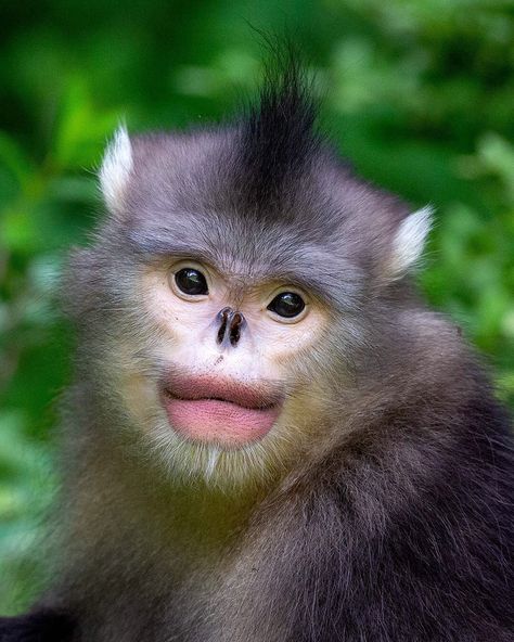 Mogens Trolle on Instagram: “Portrait of a Yunnan snub-nosed monkey. Yunnan, China.” Monkey Queen, Snub Nosed Monkey, Yunnan China, Snow Mountains, Monkey Face, Instagram Portrait, Instagram Queen, Live Animals, Rare Animals