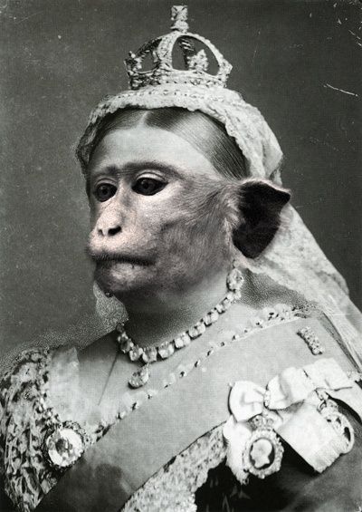 Dapper Animals, Monkey Queen, Anthropomorphic Animals, Monkey Face, Strange Photos, Monkey Business, Like Animals, Queen Victoria, American Heritage