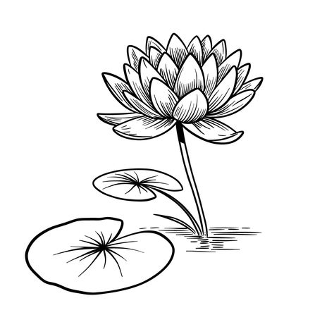 How to Draw Water Lilies: 7 Drawing Guides in One Tutorial Water Lily Pencil Drawing, Lily Pad Drawing, Water Lily Drawing, Swamp Lily, How To Draw Water, Lilies Drawing, Draw Water, Simple Sketches, Rosemary's Baby