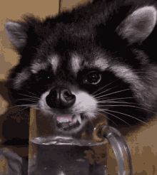 Racoon GIFs | Tenor Drink Water Reminder Funny, Stay Hydrated Funny, Coach Memes, Silly Raccoon, Water Meme, Raccoon Drawing, Water Reminder, Pet Raccoon, Funny Reaction