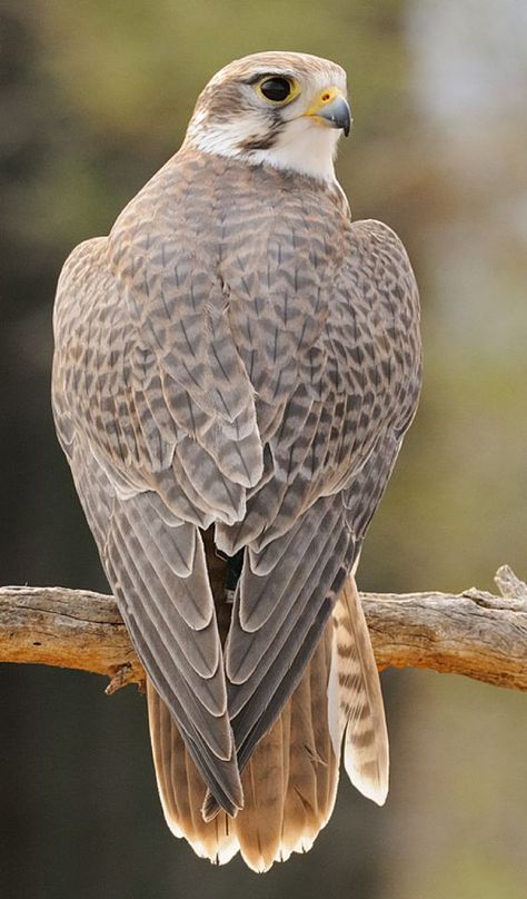 Prairie Falcon, Raptors Bird, Sonora Desert, Western United States, Cascade Mountains, South Central, Central Valley, Sonoran Desert, Time Zone