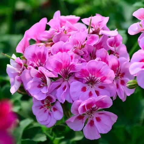 2 Simple Secrets To Keep Geraniums Blooming - All Summer Long! Growing Geraniums, Geranium Care, Flower Garden Layouts, Geraniums Garden, Peony Care, Geranium Plant, Small Garden Landscape, Pink Geranium, Flowering Bushes