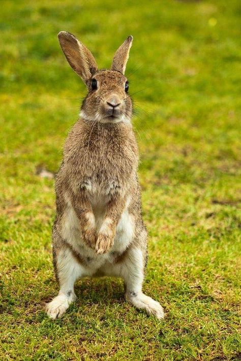 European Rabbit, Rabbit Pictures, Rabbit Photos, Wild Rabbit, Bunny Pictures, Rabbit Art, Animal Reference, Bunny Rabbits, Animal Sketches