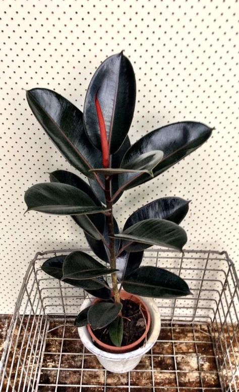 Ficus Abidjan, Ficus Burgundy, Ficus Elastica, Rubber Plant, Plant Wishlist, Home Plants, Rubber Tree, Plant Aesthetic, Perfect Plants