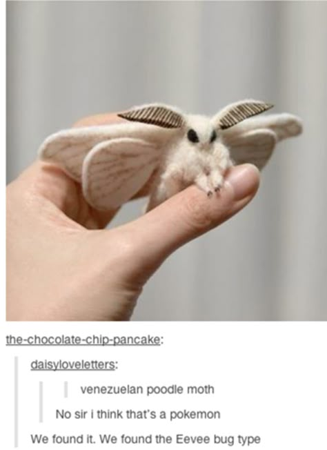 Cute Moth, Animal Tumblr, Tattoo Animal, Laser Pointers, Photos Aesthetic, Cute Fantasy Creatures, Pretty Animals, Animal Facts, Silly Animals