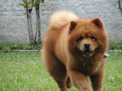 Chow Chow Dogs, Show Me The Money, Shar Pei, Chow Chow, Brown Bear, Mans Best Friend, Dog Breeds, Cute Dogs, Avengers