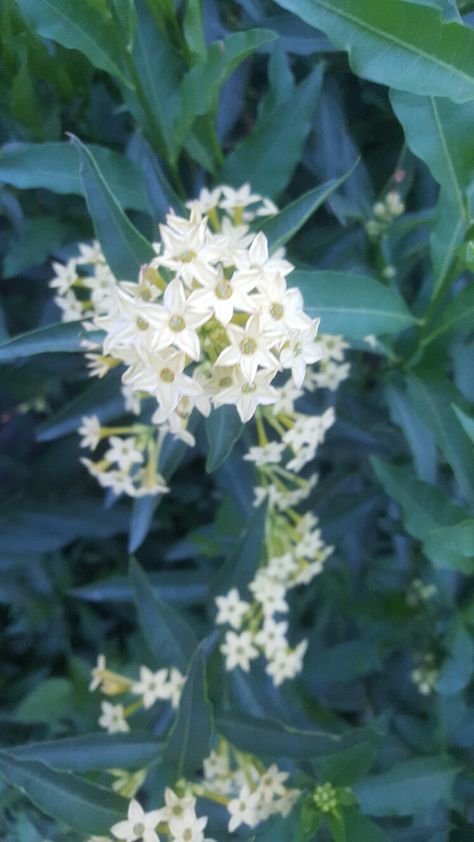 Night Blooming Jasmine Plant Cestrum Nocturnum Night Blooming Jasmine Tattoo, Cestrum Nocturnum, Jasmine Tattoo, Flower Studies, Textiles Gcse, Night Blooming Jasmine, Night Blooming Flowers, Jasmine Plant, School Night