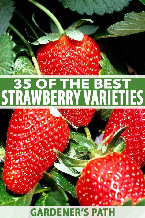 Want to grow your own strawberries? There's a huge variety of cultivars to choose from, from tiny alpines to juicy giants, in shades of red, white, yellow, and even purple. To make your selection a little easier, check out our roundup of top picks, now on Gardener's Path. #growyourown #strawberries #gardenerspath Kratky Method, Hydroponic Strawberries, Everbearing Strawberries, How To Store Strawberries, Strawberry Varieties, Strawberry Garden, Harvest Recipes, Growing Strawberries, Strawberry Plants