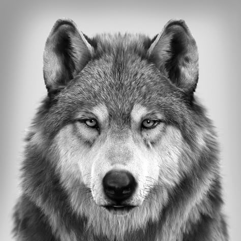 ArtStation - Wolf Portrait (different angle), Massimo Righi Grey Wolf Tattoo, Wolf Portrait, Wolf Images, Wolf Photography, Wolf Artwork, Wolf Face, Alpha Wolf, Wolf Tattoo Design, Wolf Photos