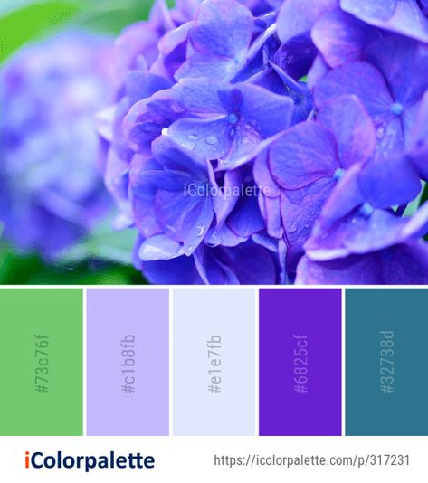 Color Palette Ideas from Flower Blue Hydrangea Image Color Palette Theme, Color Palette Ideas, Color Pallete, Hydrangea Flowers, Flowers Color, Shabby Style, Palette Ideas, Colour Combo, Flower Blue