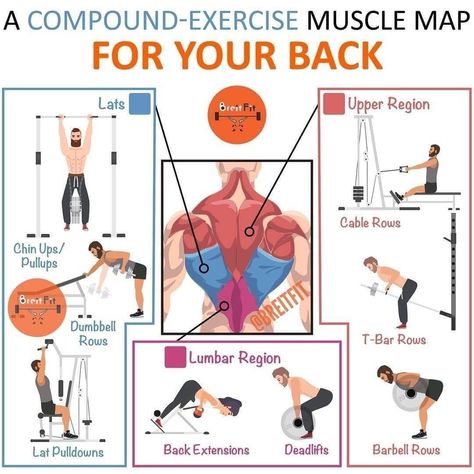 Fitness • Nutrition • Workout on Instagram: “🔸 A COMPOUND-EXERCISE MUSCLE MAP FOR YOUR BACK 🔸⠀⠀ ━ 👉 Follow @gym.load for Inspiring fitness content 👈 ━ 📝 Your back is a complex bundle…” Compound Back Exercises, Middle Back Exercises, Rhomboid Exercises, Trapezius Workout, Back Of Arm Exercises, Fitness Training Plan, Home Gym Set, Fitness Content, Exercise Muscle