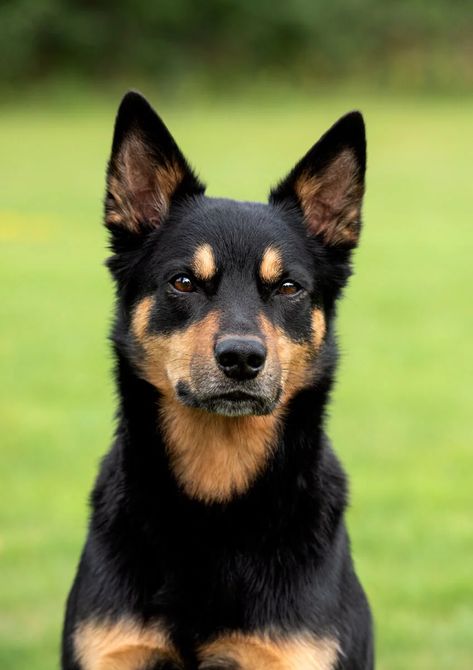 Kelpie Puppy, Kelpie Dog, Australian Kelpie Dog, Dog Types, Fit Dogs, Australian Kelpie, Aussie Dogs, Animal References, Dream Dog