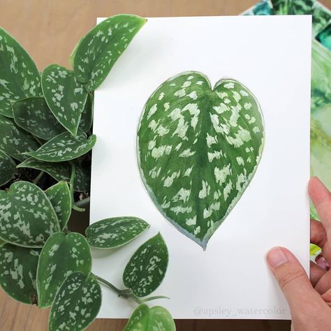 Scindapsus Pictus, Instagram Painting, Plant Painting, Leaf Design, Drawing Sketches, Watercolor Painting, Art Inspo, Plant Leaves, Watercolor Paintings