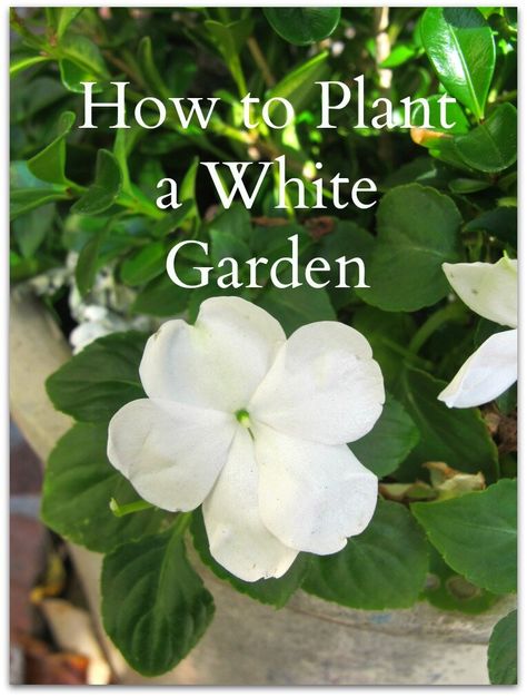 Garden Plan, White Plants, Plant Ideas, Moon Garden, White Garden, White Gardens, Cool Ideas, Green Garden, Garden Cottage