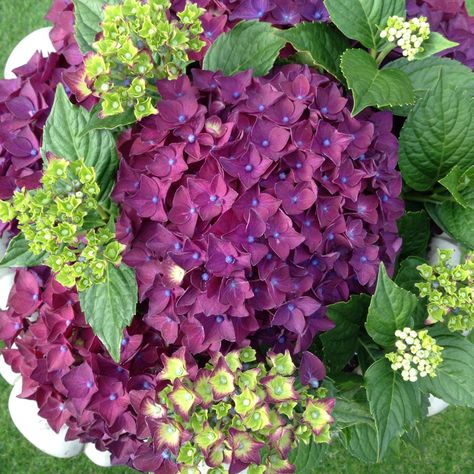 Hydrangea macrophylla Deep Purple Dance in the GardenTags plant encyclopedia Dark Purple Hydrangea, Deep Purple Hydrangea, Hydrangea Paniculata Grandiflora, Hydrangea Petiolaris, Plant Encyclopedia, Climbing Hydrangea, Purple Hydrangea, Garden Flower Beds, Growing Hydrangeas