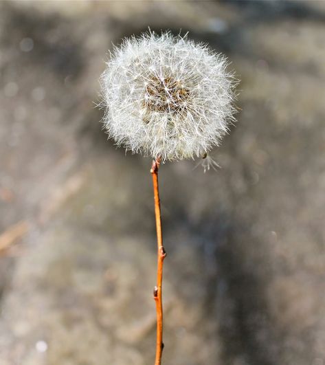 How To Preserve Dandelion Clocks Dandelion Wish Jar, Dandelion In A Jar, Preserving Dandelion, Dandelion Crafts, Gem Tutorial, Grandkid Crafts, Dandelion Fluff, Dandelion Paperweight, Dandelion Puffs