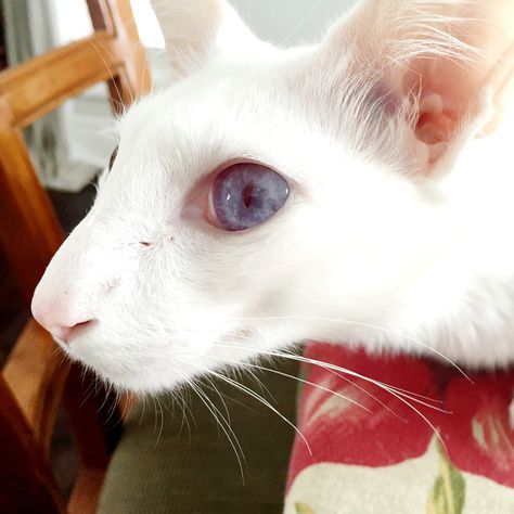 Albino Cat, Lykoi Cat, Animal Taxidermy, Cat Expressions, Pet Ferret, Warrior Cat Oc, Therapy Animals, Pet Blog, Warrior Cats Art