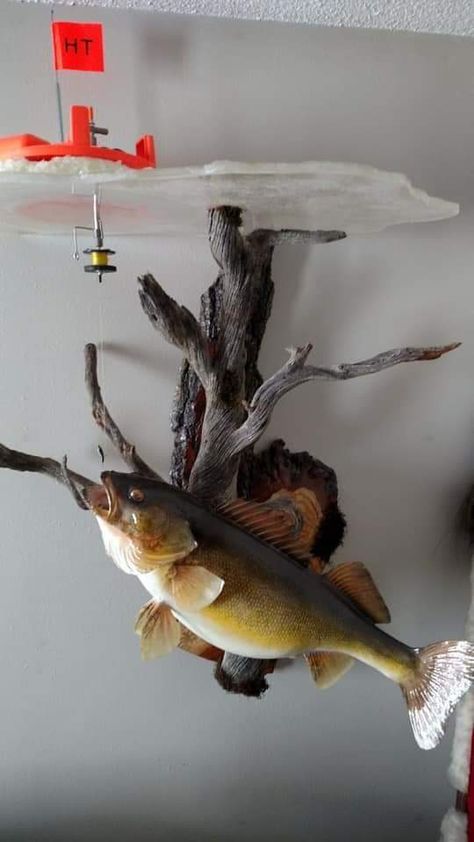 Fish Taxidermy, Ice Fishing House, Fishing House, Trout Art, Fish Mounts, Taxidermy Decor, Taxidermy Display, 1968 Dodge Charger, Deer Mounts