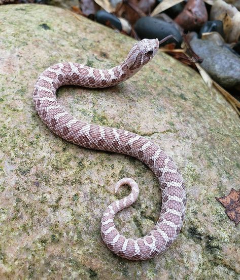 Western Hognose, Western Hognose Snake, Hognose Snake, Colorful Snakes, Pretty Snakes, Snake Lovers, Cute Reptiles, Cute Snake, Snake Art