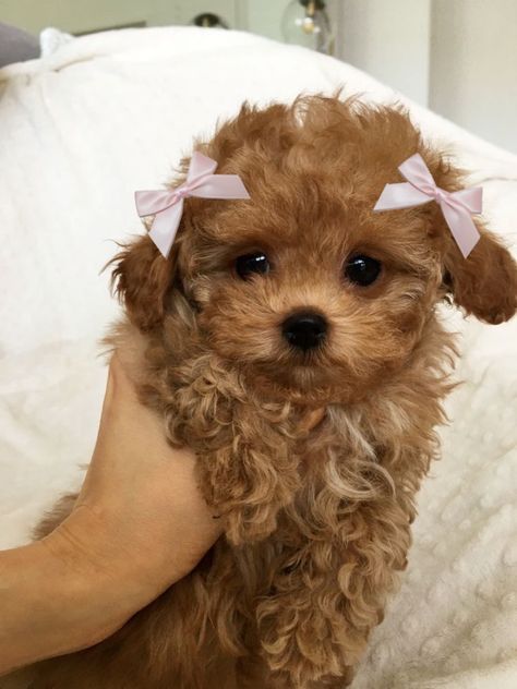 Im gonna get a puppy like this and name her mocha 🤭🫶🏾 Brown Maltese Puppy, Tea Cup Puppies, Mixed Puppies, Dream Puppy, Morkie Puppies, Pom Dog, Brown Puppies, Puppy Mom, White Puppies