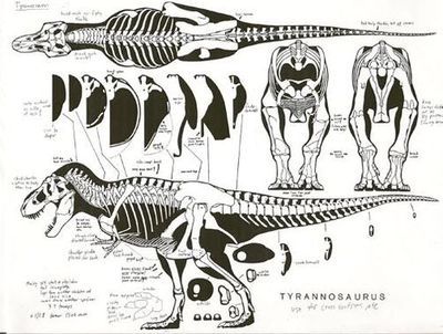 Dinosaur anatomy Dinosaur Anatomy Drawing, T Rex Anatomy, Theropod Anatomy, Dino Anatomy, Dinosaur Anatomy, Dino Drawing, Dragon Anatomy, Dinosaur Tattoos, Skeleton Drawings