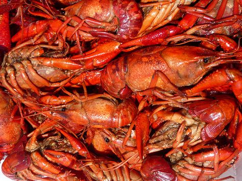 Louisiana Crawfish How To Boil Crawfish, Fish Fryer, Season Recipes, Louisiana Crawfish, Crawfish Season, Feed Store, Cajun Food, Crawfish Boil, Fried Green Tomatoes