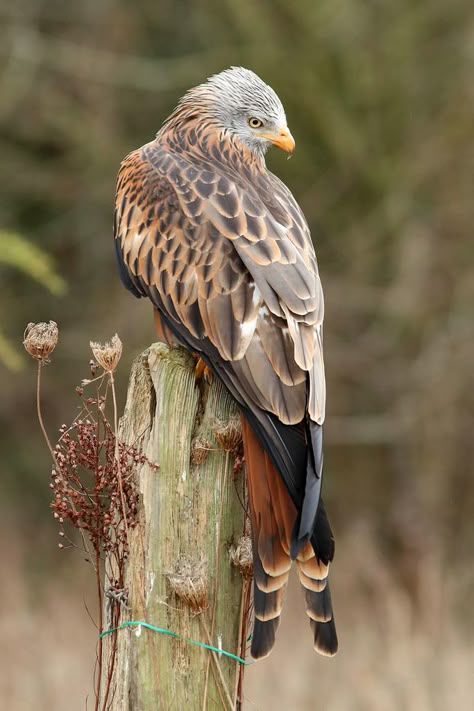 A captive bred Red Kite(Milvus milvus) photographed by Roge Wasley Raptors Bird, Red Kite, Airbrush Art, Exotic Birds, Bird Pictures, Birds Tattoo, Amazing Animals, Bird Drawings, Pretty Birds