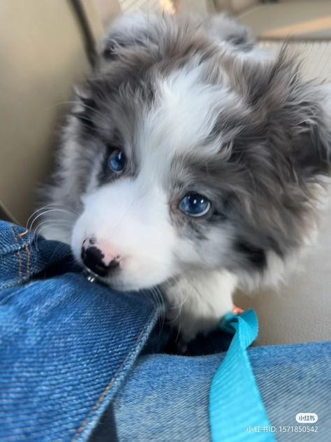 Corgi Aussie Mix, Mini Aussie Puppy, Aussie Puppies, Really Cute Puppies, Border Collie Puppies, Cute Animals Puppies, Very Cute Dogs, Australian Shepherd Dogs, Really Cute Dogs